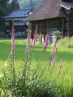 農村の風景